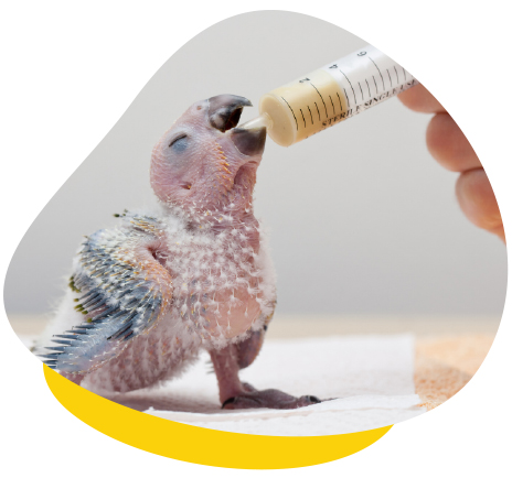 Развъден център - ParrotsLab.BG