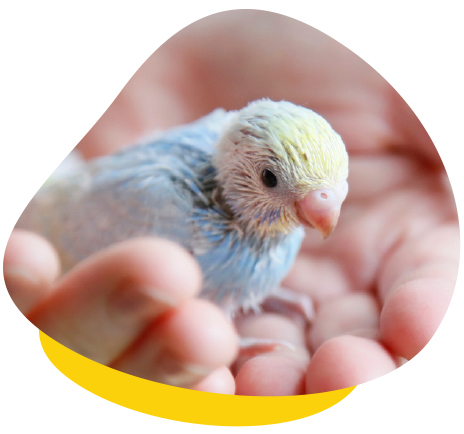 Кувьози , пръстени - ParrotsLab.BG