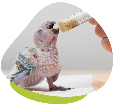 baby bird feeding 1