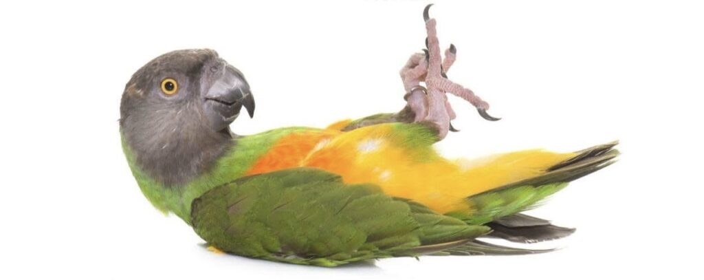 senegalparrot